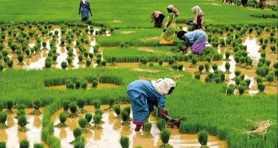 Preserving Maharashtra’s Fad Irrigation: A 400-Year-Old Heritage at the Crossroads