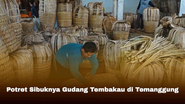 Potret Sibuknya Gudang Tembakau di Temanggung